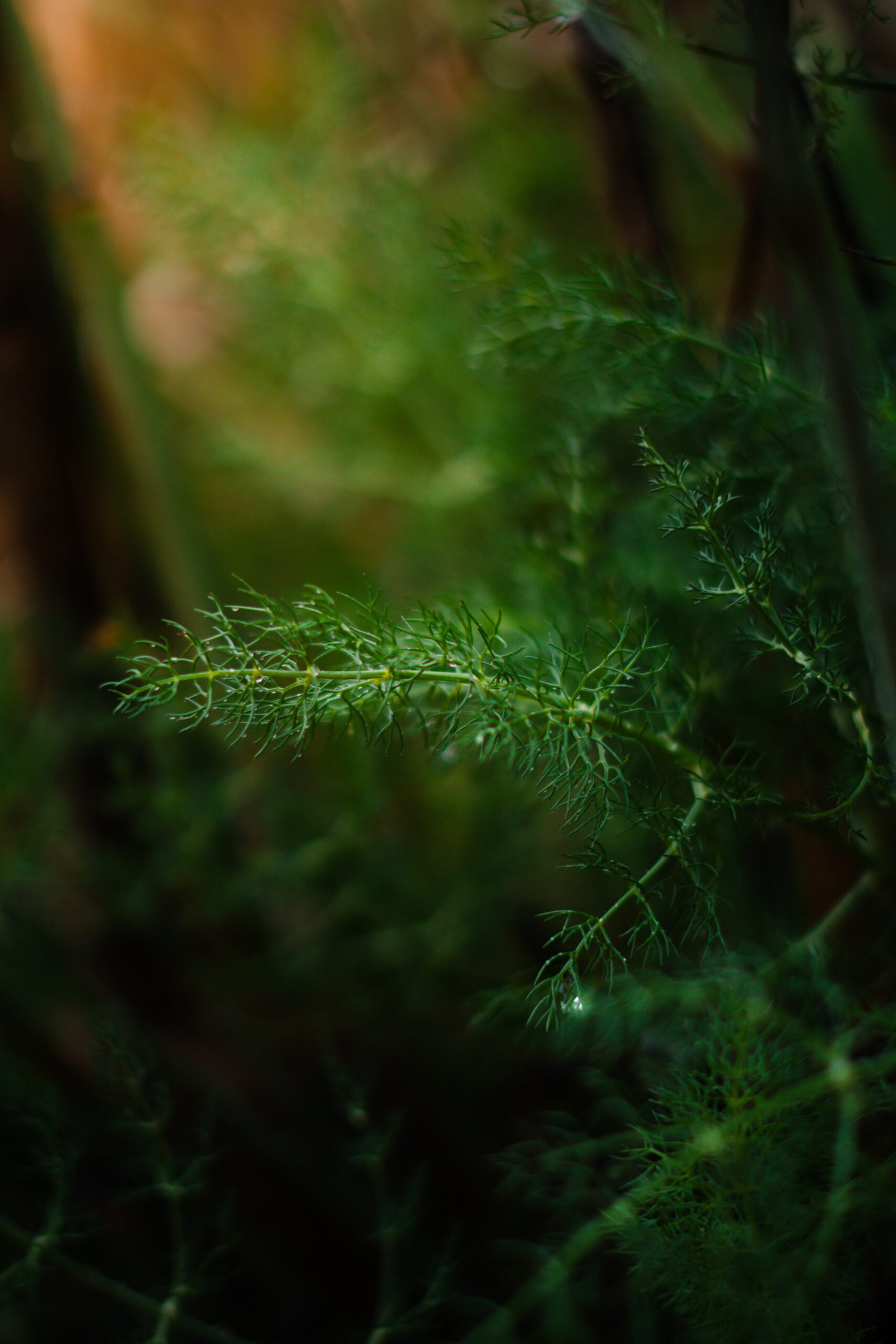 Close up of green leaves