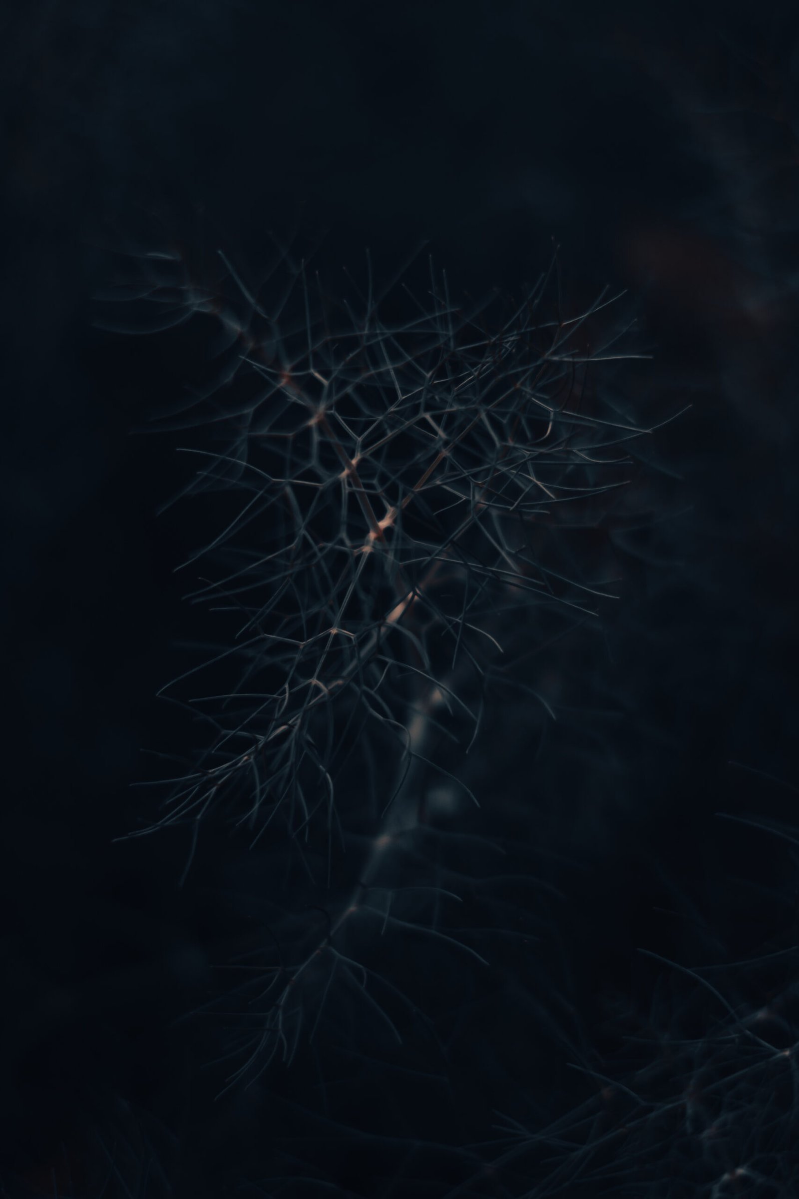 Shallow Depth of Field Macro